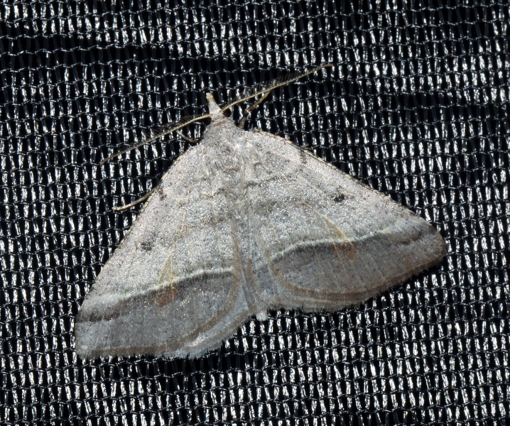 Macaria artesiaria
